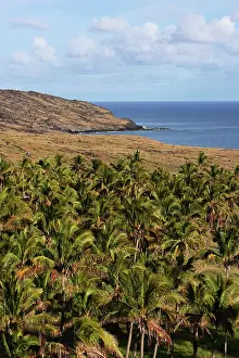 Anakena: Palm trees, Anakena Bay, Easter Island (Rapa Nui), Chile