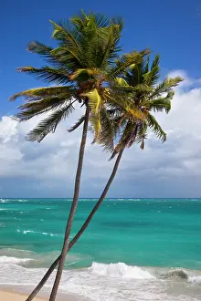 Barbados: Palm trees at Bottom Bay on the southeast