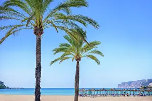 Paradise: palm trees with a beach in the back