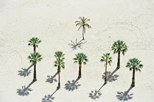 Canaries: Palm trees on the beach, Playa de las Teresitas