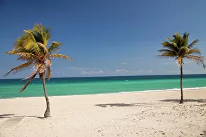 Arecaceae: Palm trees on the beach at Santa Maria del Mar