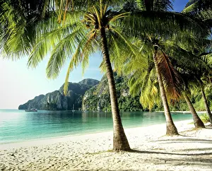 Arecaceae: Palm trees on the beach, Ton Sai Beach, Ko Phi Phi