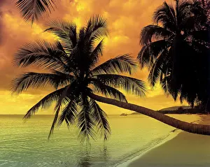 Arecaceae: Palm trees on a beach, Tong Yang Beach, Ko Samui