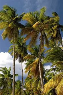 Lucia: Palm Trees - Group of palm trees on Marigot Bay