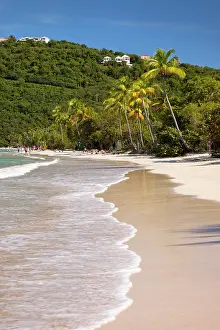 Thomas: Palm trees at Megan's Bay beach, St. Thomas