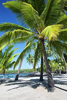 Tranquility: Palm trees, National Historic Park Pu'uhonua