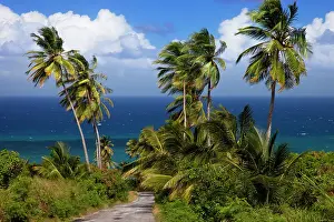 Barbados: Palm trees overlooking the eastern coast