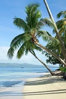 Melanesia: Palm trees on Qamea beach, Fiji, Oceania