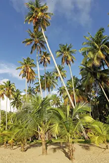Medina: Palm Trees - on sandy beach