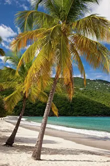 Thomas: Palm trees and white sandy beach at Megan's