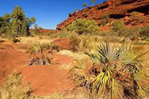 Dispersed: Palm Valley - dispersed Red Cabbage Palms, also