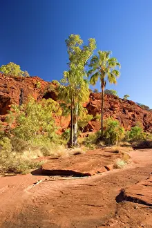 Livistonia: Palm Valley - grove of Red Cabbage Palms, also