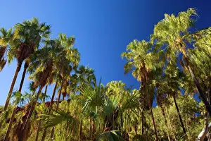 Livistonia: Palm Valley - grove of Red Cabbage Palms, also