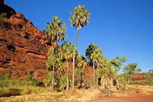 Livistonia: Palm Valley - grove of Red Cabbage Palms, also