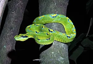 Guatemala: Palm Viper