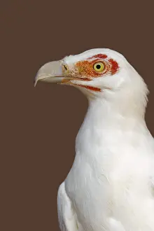 Palm: Palm vulture (Gypohierax angolensis), portrait