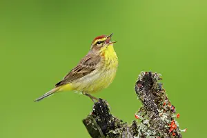 Palmarum: Palm Warbler