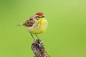 Palmarum: Palm Warbler