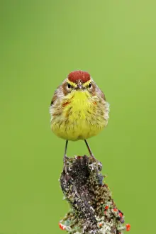 Palmarum: Palm Warbler