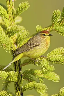 Palmarum: Palm Warbler