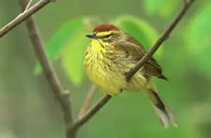 Palmarum: Palm Warbler