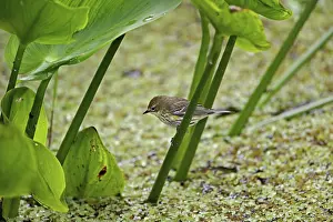 Leafy: Palm Warbler