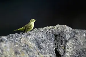 Palmarum: Palm Warbler