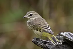 Palmarum: Palm Warbler