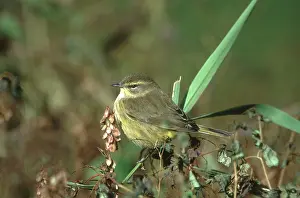 Palmarum: Palm Warbler