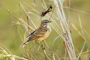 Palmarum: Palm Warbler