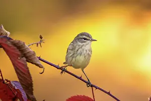 Palmarum: Palm Warbler