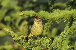 Palmarum: Palm Warbler - adult on breeding territory perched in spruce