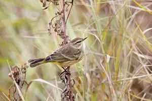 Palmarum: Palm Warbler in Autumn