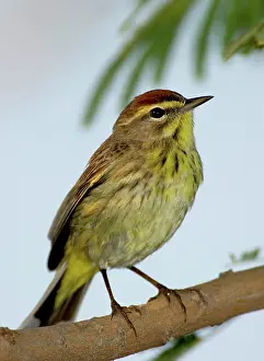 Palmarum: Palm Warbler (Dendroica palmarum)