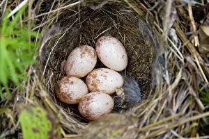 Palmarum: Palm Warbler nest
