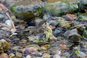 Palmarum: Palm Warbler (Setophaga palmarum) bathing Marion