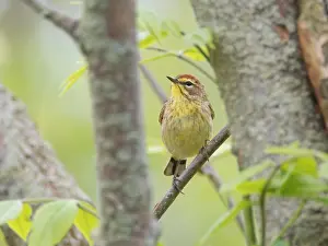 Palm: Palm Warbler Setophaga palmarum Magee Marsh, Ohio