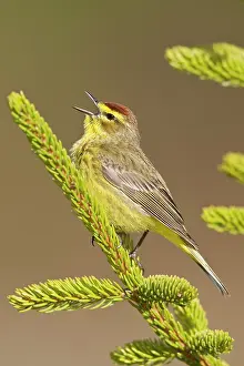 Palmarum: Palm Warbler - Singing