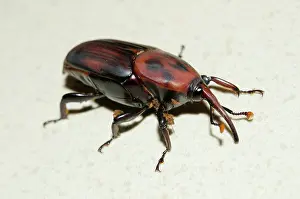 Mites: Palm Weevil - with Phoretic Mites (Acari Subclass)