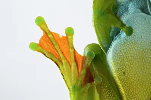 Pellucens: Palmar tree frog (Hypsiboas pellucens) paw on white