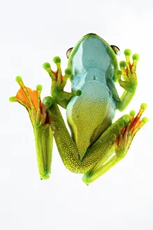 Pellucens: Palmar tree frog (Hypsiboas pellucens) on white