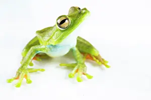 Hyla: Palmar tree frog (Hypsiboas pellucens) on white