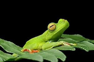 Choco: Palmar tree frog (Hypsiboas pelluscensa), Choco