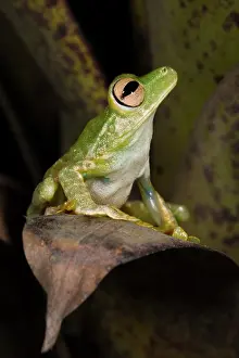 Pellucens: Palmar Treefrog (Hypsiboas pellucens) captive