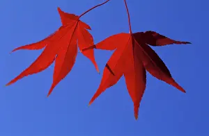 Palmatum: Palmate Maple-tree - Autumn leaves