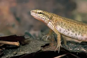 Helveticus: Palmate Newt