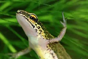 Helveticus: Palmate Newt