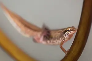 Helveticus: Palmate Newt