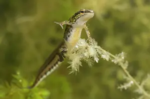 Lurch: Palmate Newt