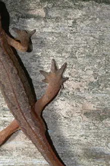 Helveticus: Palmate Newt